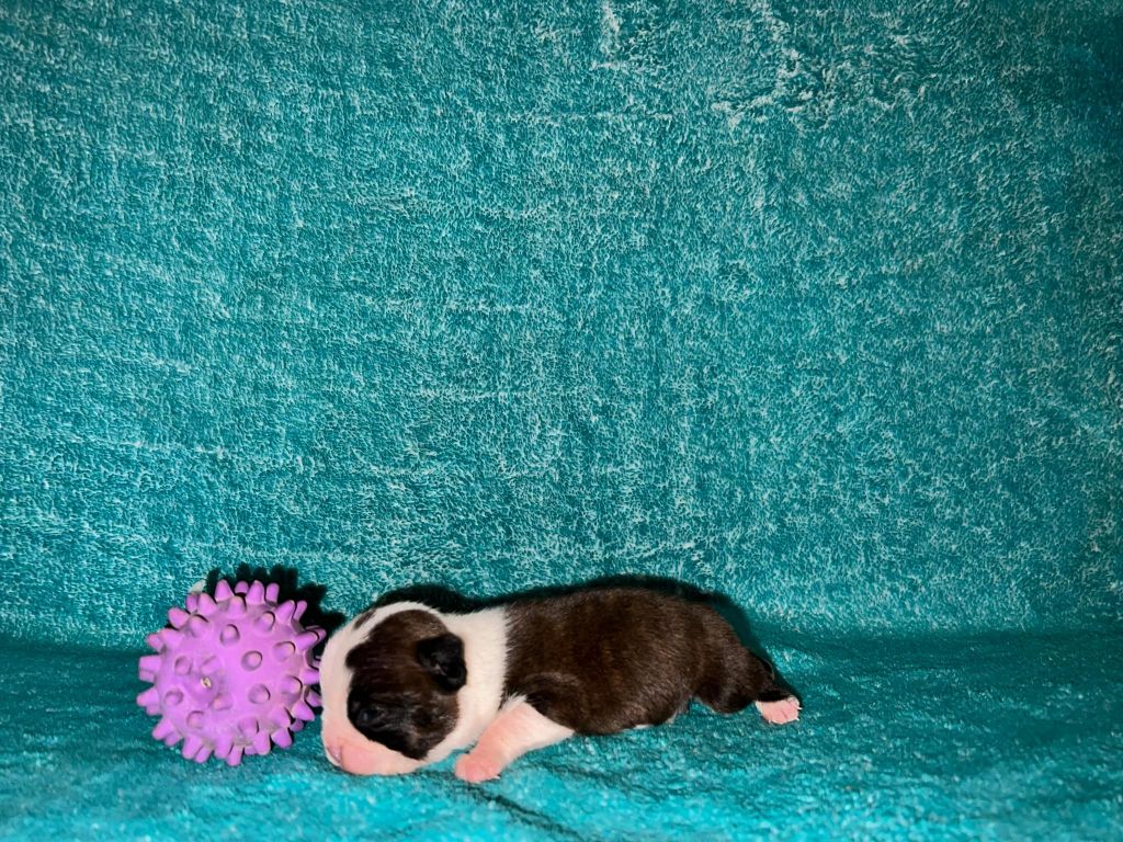 L'aige de la tournelle - Chiot disponible  - Boston Terrier