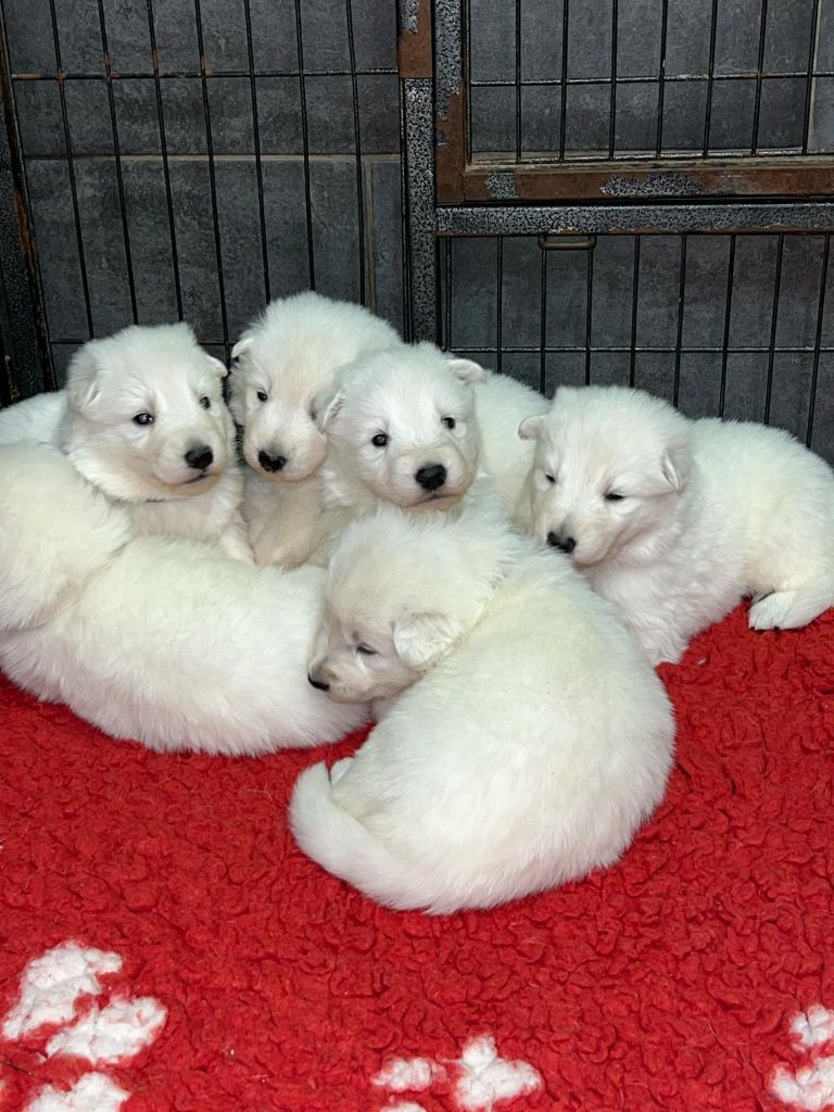 L'aige de la tournelle - Chiot disponible  - Berger Blanc Suisse