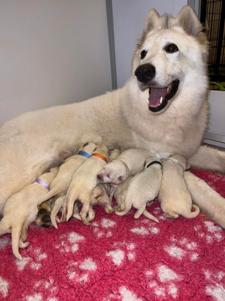 chiot Berger Blanc Suisse L'aige de la tournelle