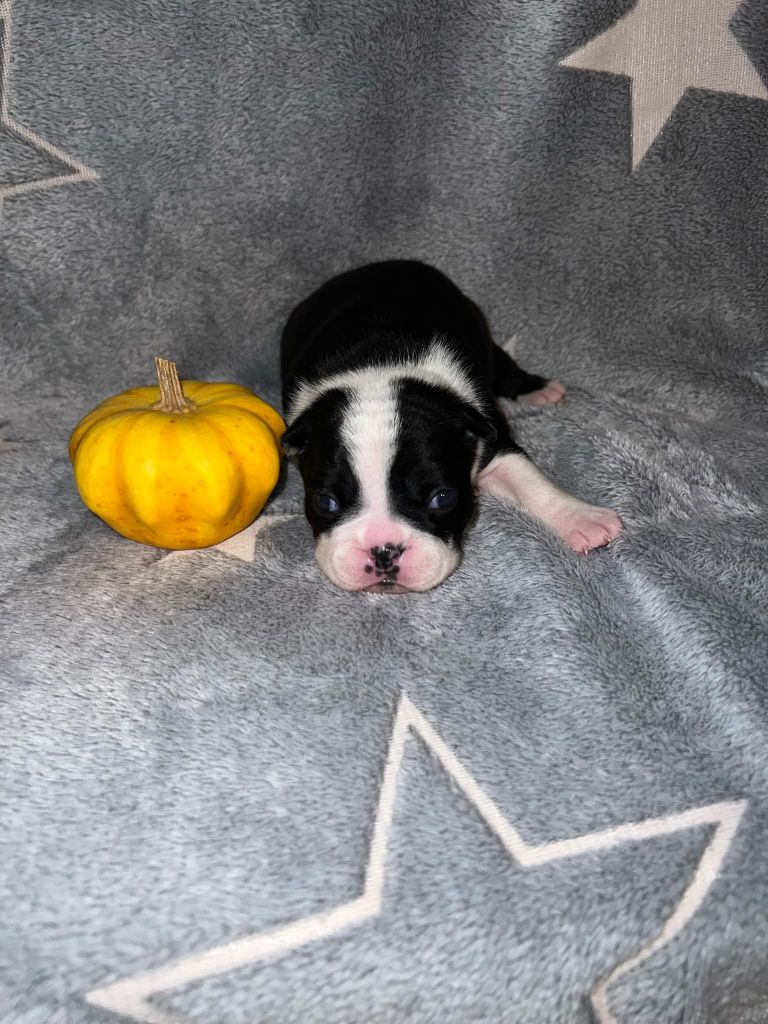 L'aige de la tournelle - Chiot disponible  - Boston Terrier