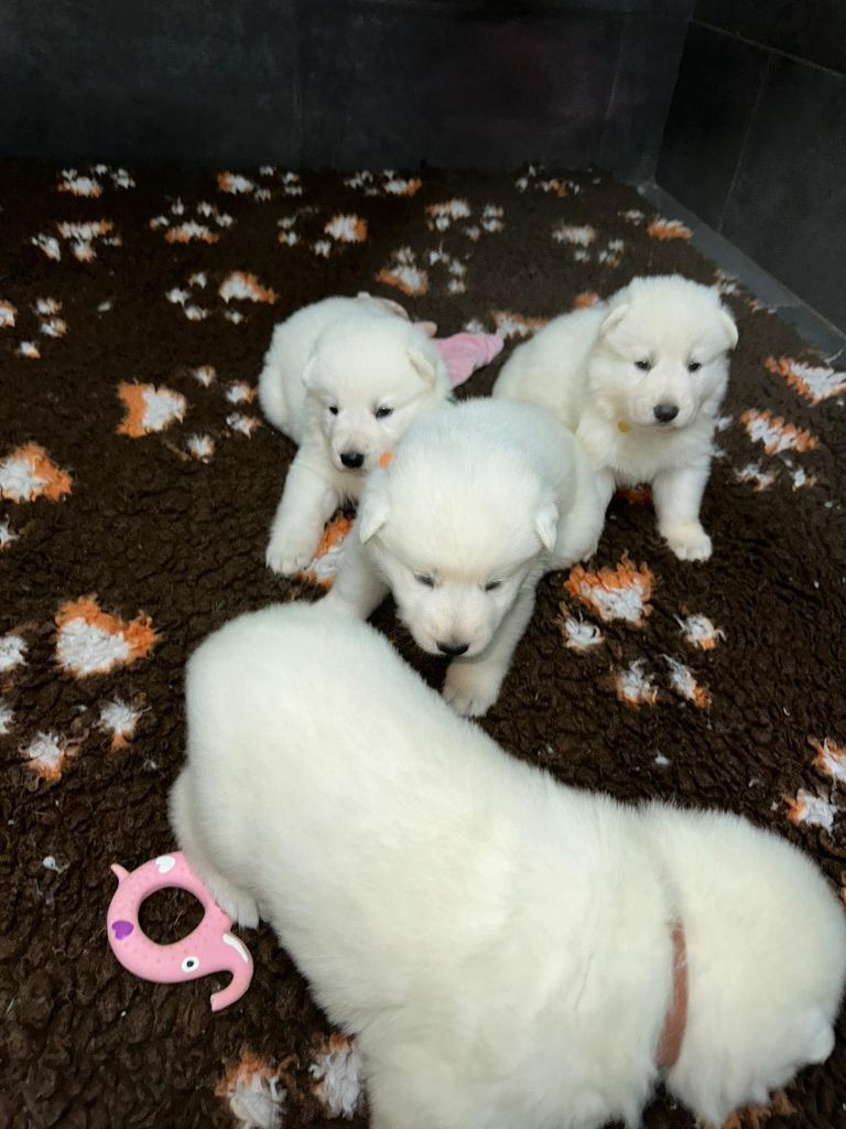 chiot Berger Blanc Suisse L'aige de la tournelle