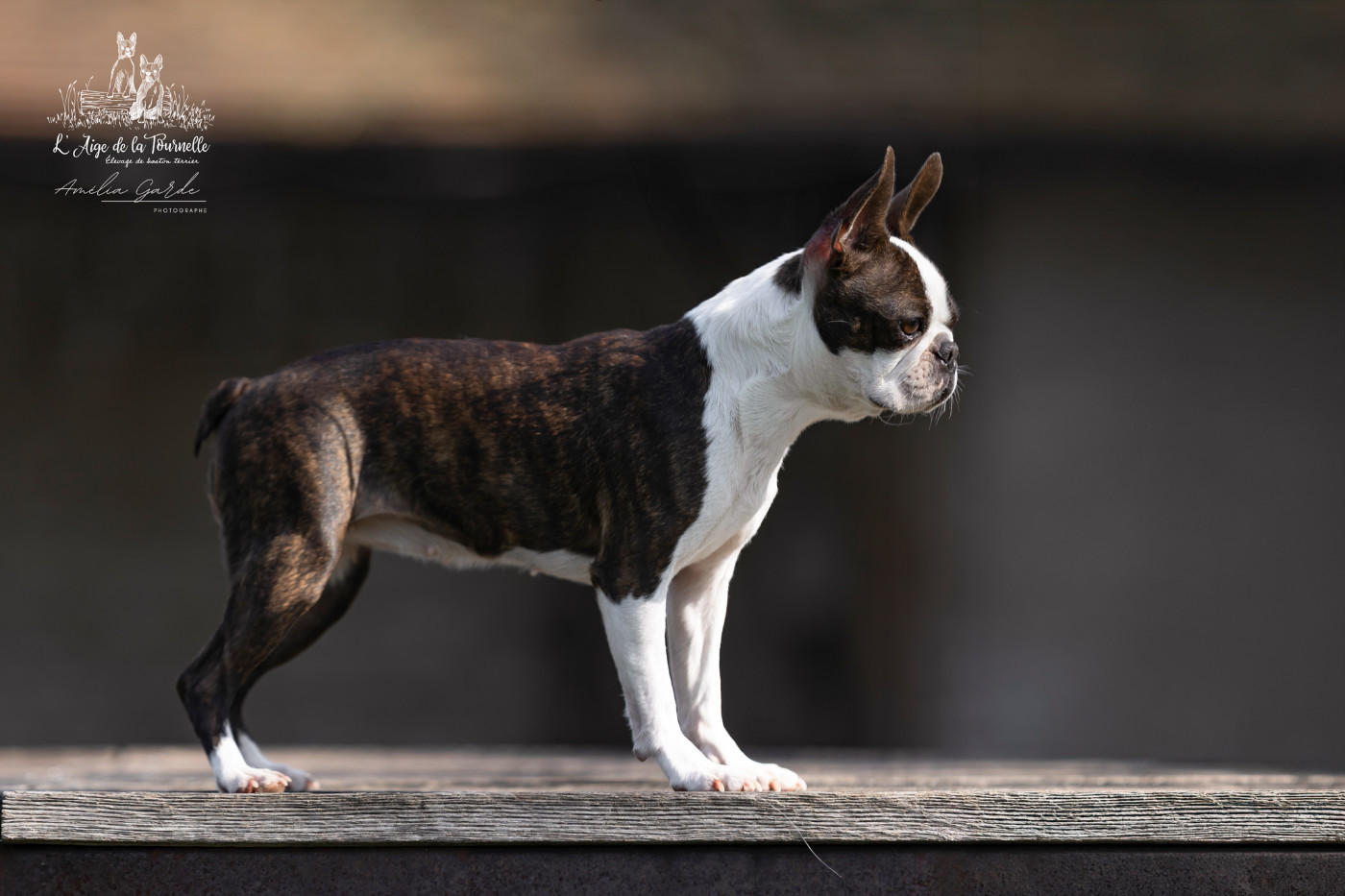 d'iva boston Twixie