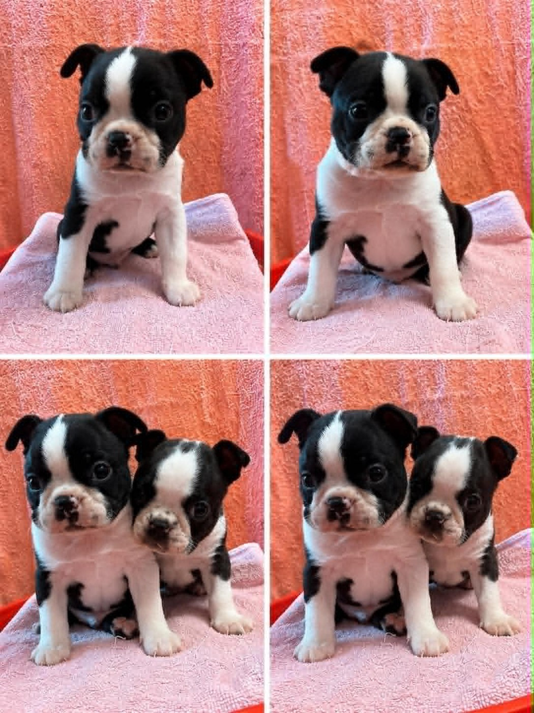 Bébés Bostons disponibles