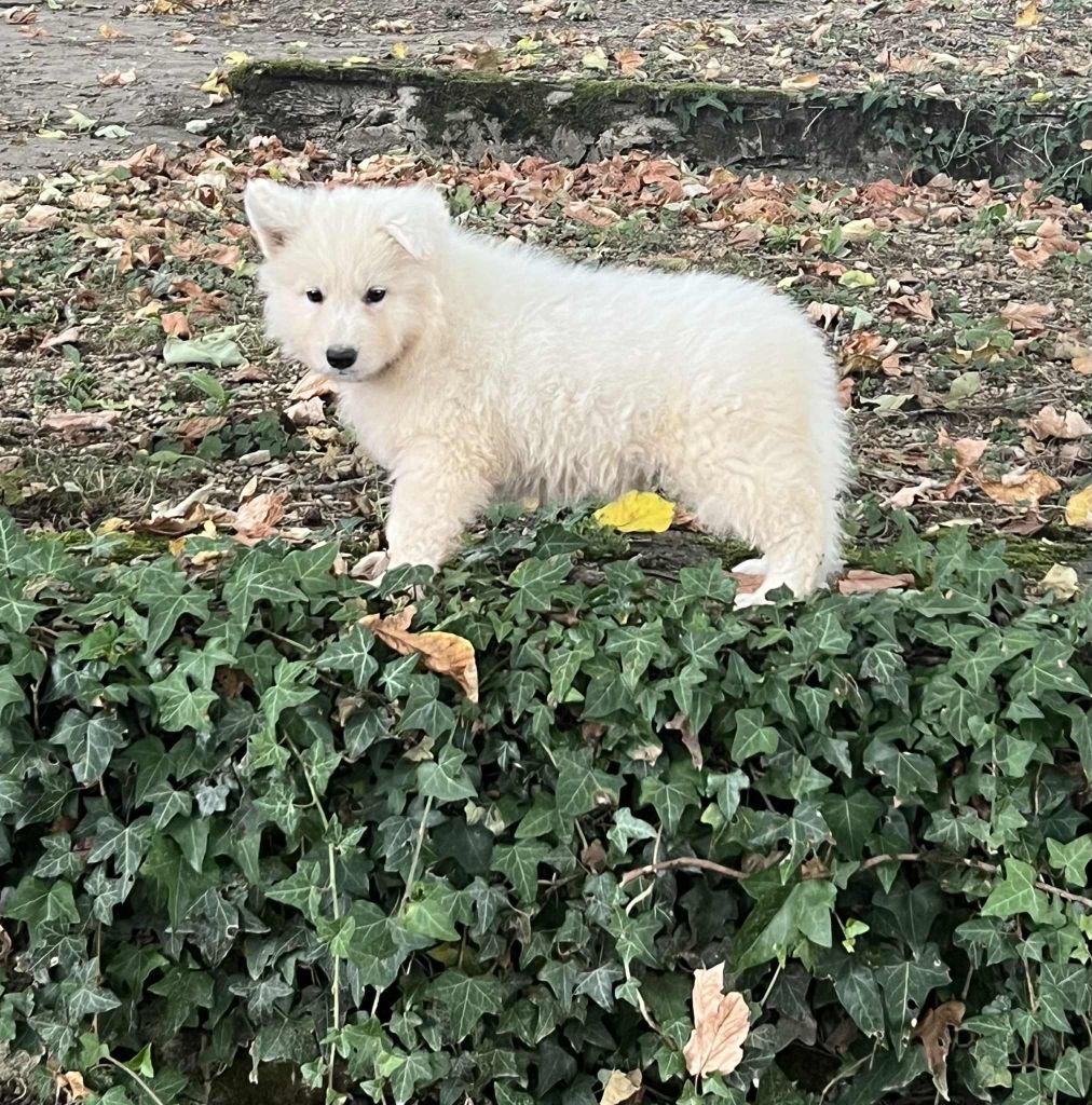 Chiot Mâle Disponible