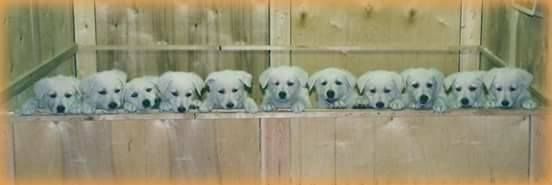 L'aige de la tournelle - 29 Octobre ! une date emblématique pour l'élévage