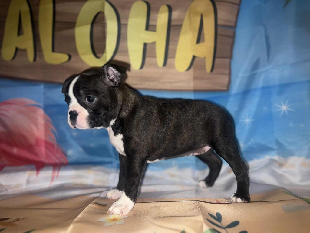 L'aige de la tournelle - Chiots disponibles - Boston Terrier