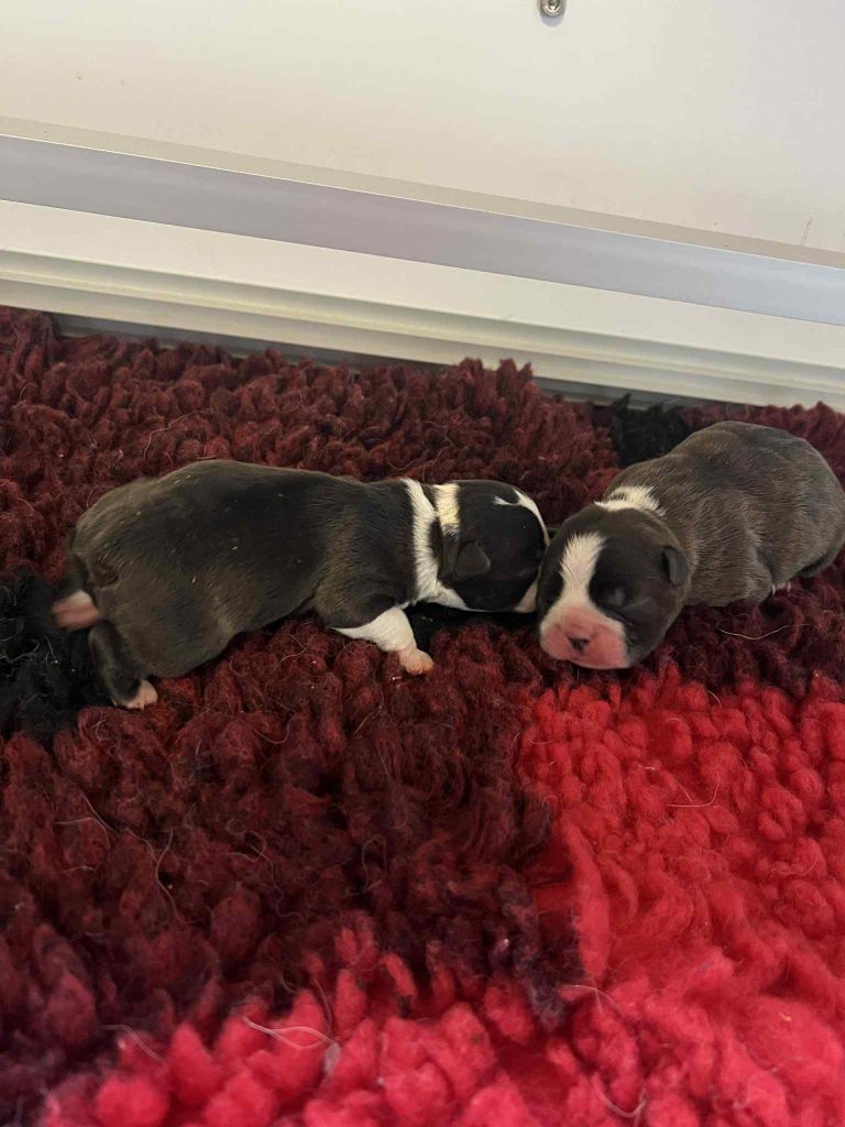 Chiot Boston Terrier L'aige de la tournelle