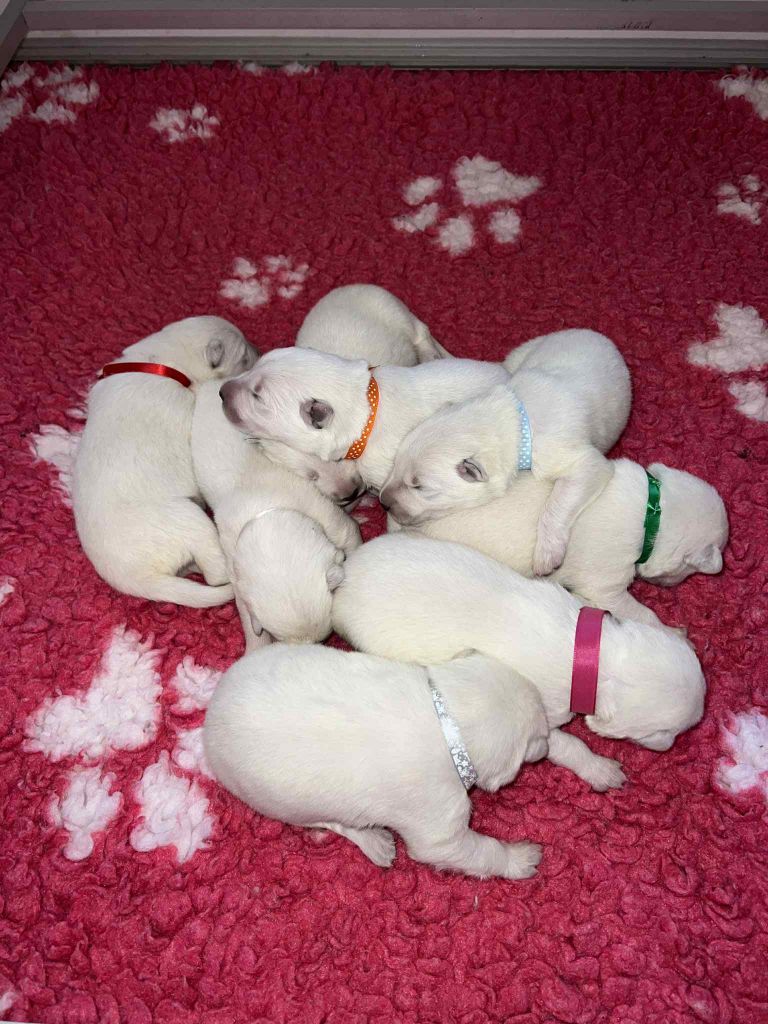 L'aige de la tournelle - Chiots disponibles - Berger Blanc Suisse