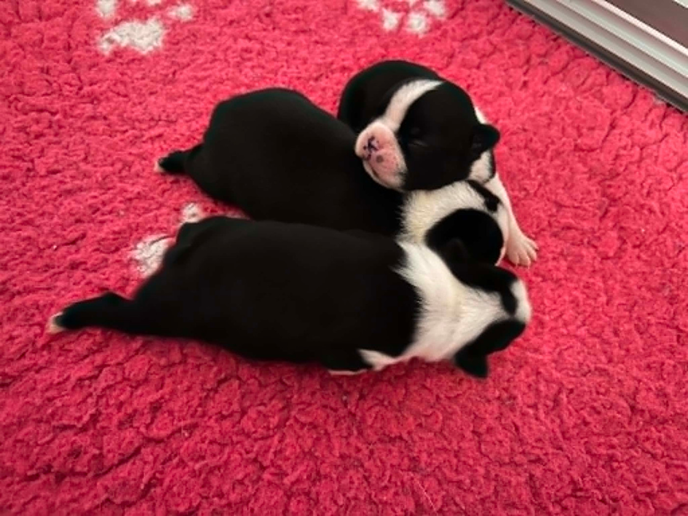 L'aige de la tournelle - Chiots disponibles - Boston Terrier