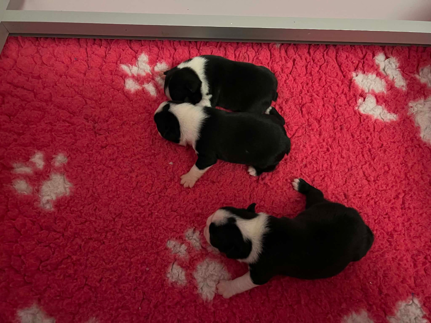 L'aige de la tournelle - Chiots disponibles - Boston Terrier