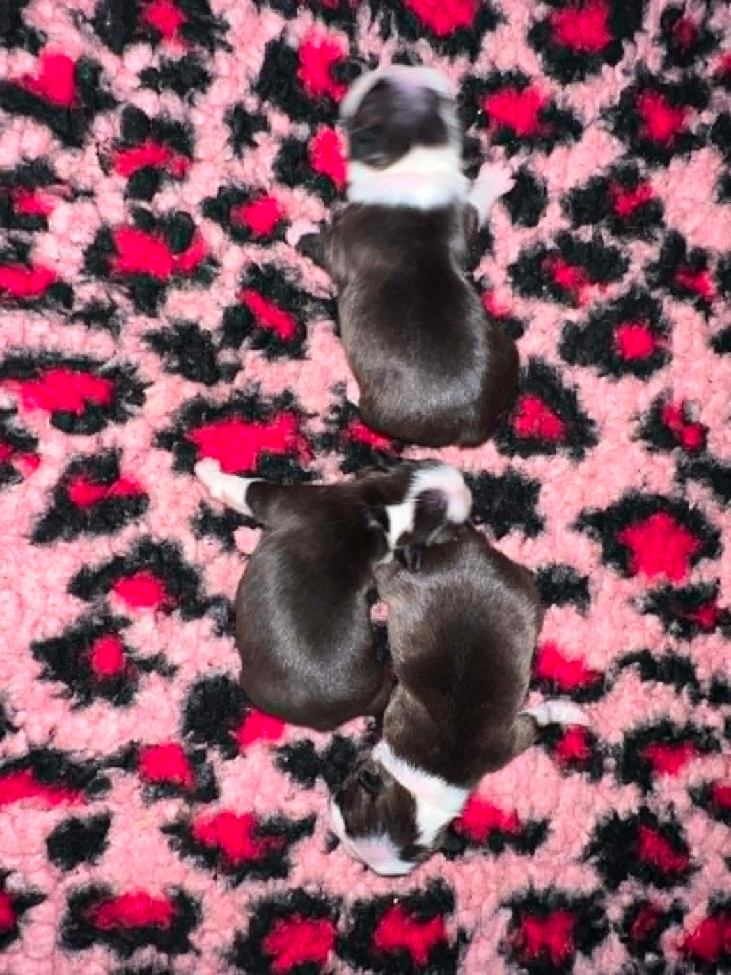L'aige de la tournelle - Chiots disponibles - Boston Terrier