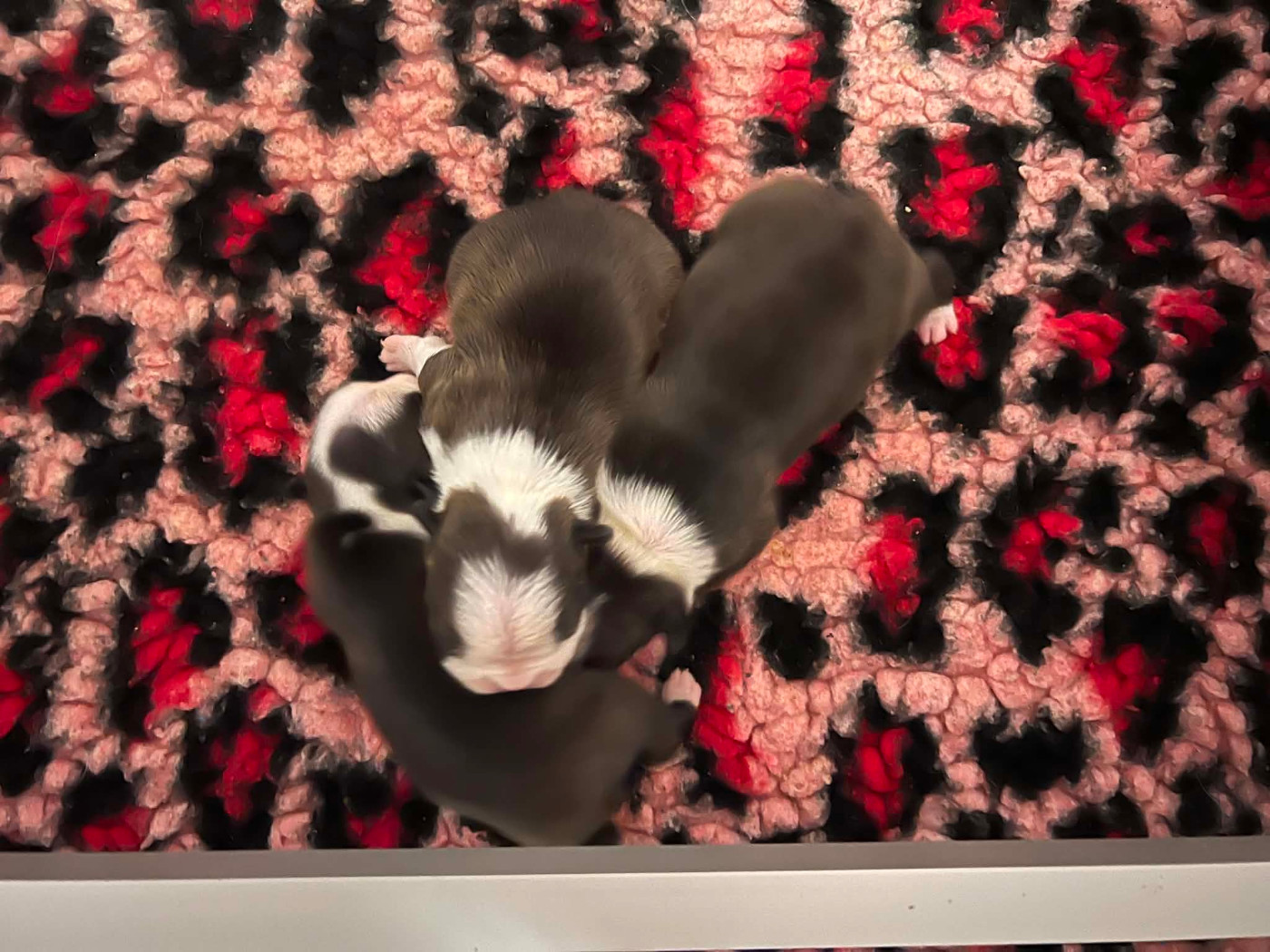L'aige de la tournelle - Chiots disponibles - Boston Terrier