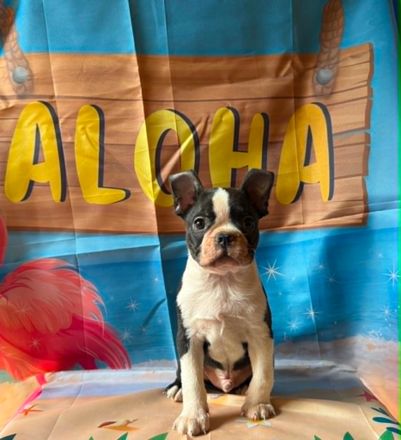 L'aige de la tournelle - Chiots disponibles - Boston Terrier
