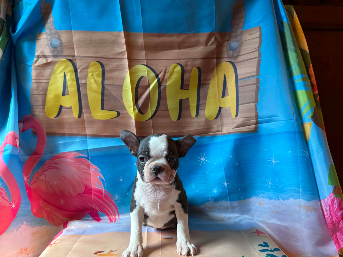 L'aige de la tournelle - Chiots disponibles - Boston Terrier
