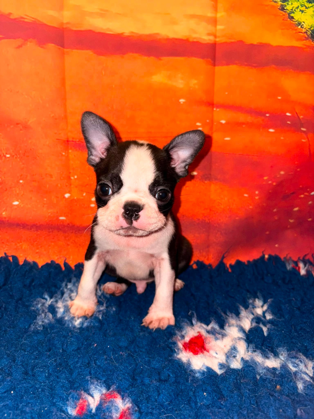 L'aige de la tournelle - Chiots disponibles - Boston Terrier
