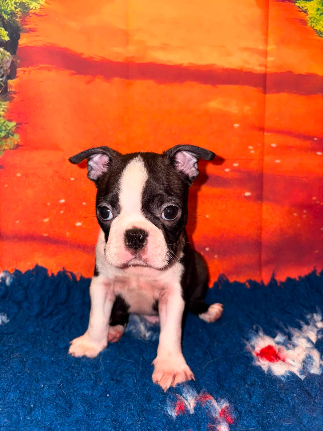 L'aige de la tournelle - Chiots disponibles - Boston Terrier