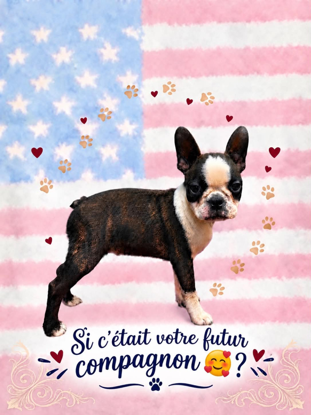 L'aige de la tournelle - Chiots disponibles - Boston Terrier