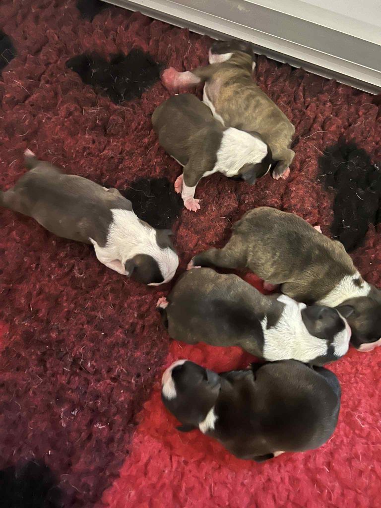 L'aige de la tournelle - Chiots disponibles - Boston Terrier
