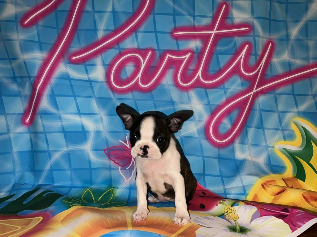 L'aige de la tournelle - Chiots disponibles - Boston Terrier