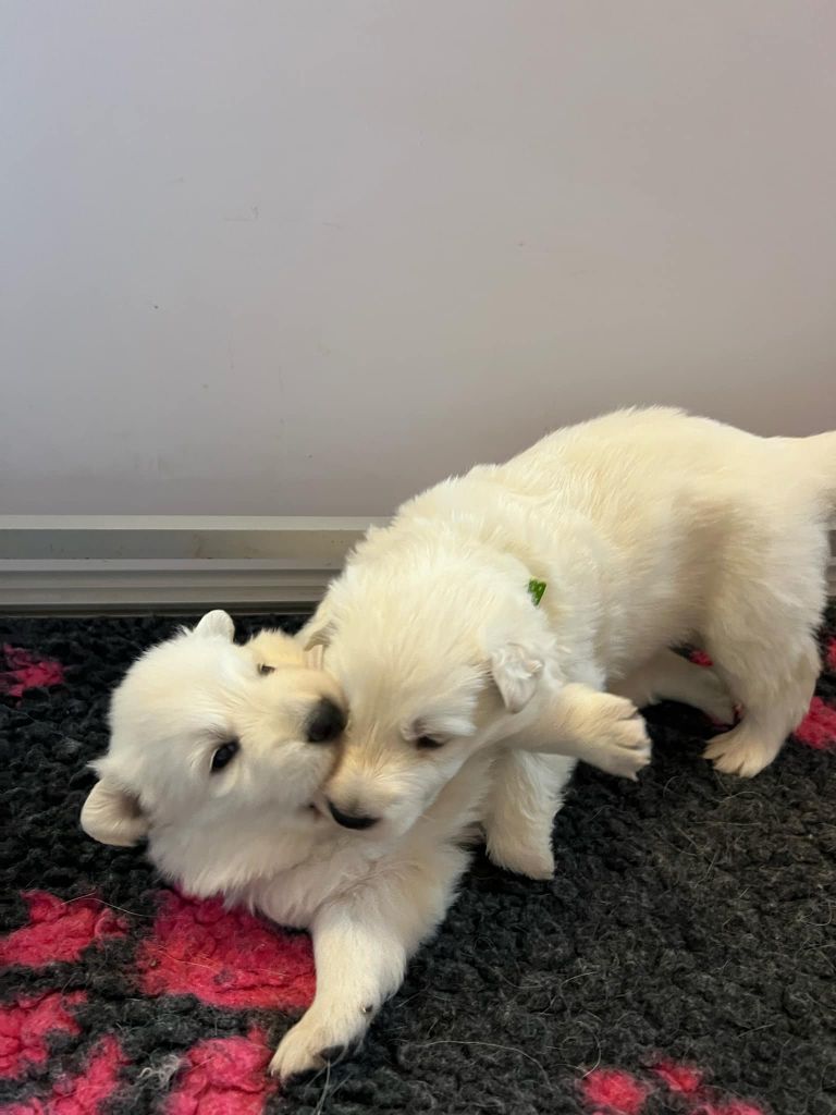 L'aige de la tournelle - Chiots disponibles - Berger Blanc Suisse