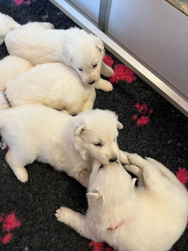 L'aige de la tournelle - Chiots disponibles - Berger Blanc Suisse