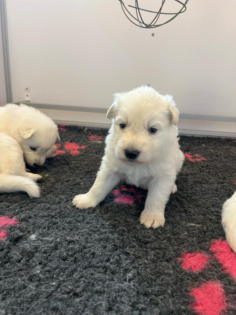 L'aige de la tournelle - Chiots disponibles - Berger Blanc Suisse