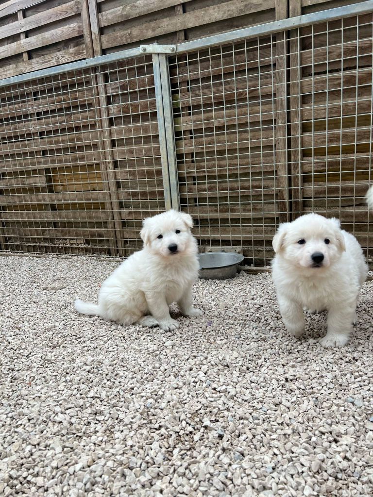L'aige de la tournelle - Chiots disponibles - Berger Blanc Suisse