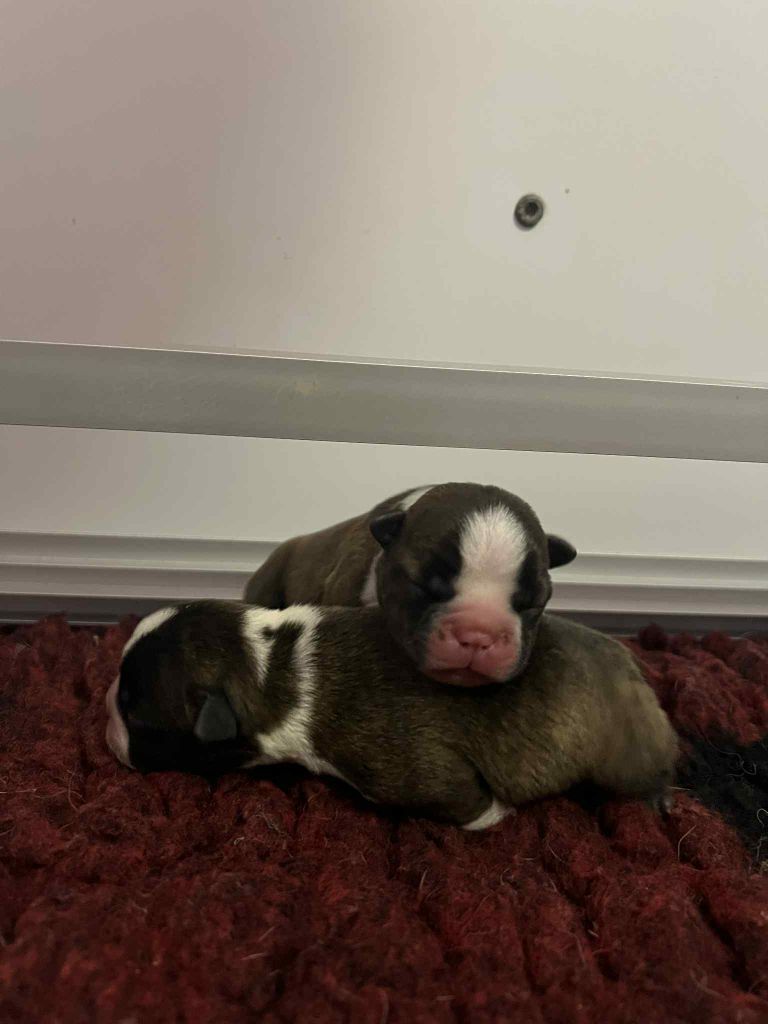 Chiot Boston Terrier L'aige de la tournelle