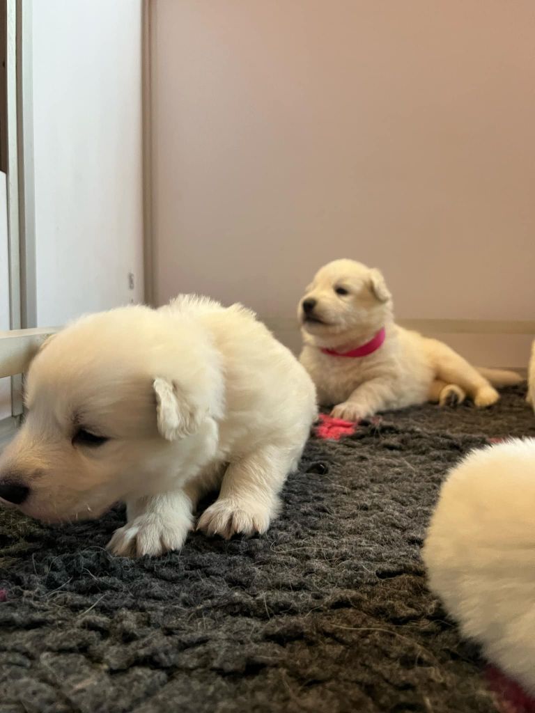 L'aige de la tournelle - Chiots disponibles - Berger Blanc Suisse