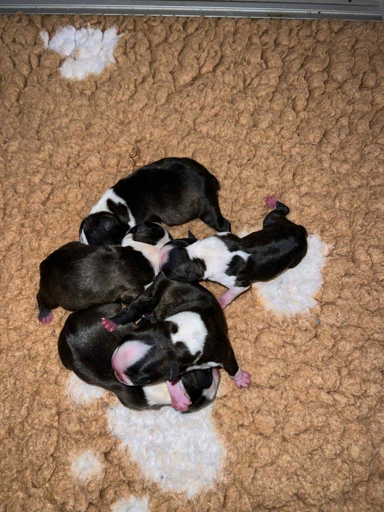 L'aige de la tournelle - Chiots disponibles - Boston Terrier