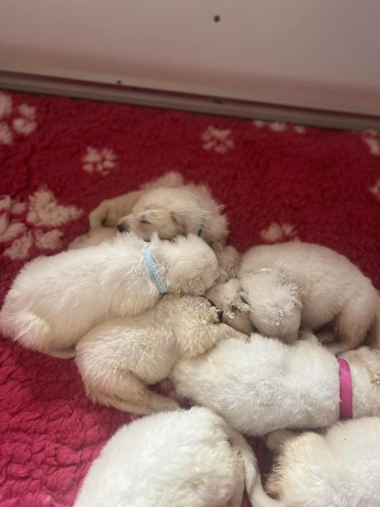 L'aige de la tournelle - Chiots disponibles - Berger Blanc Suisse