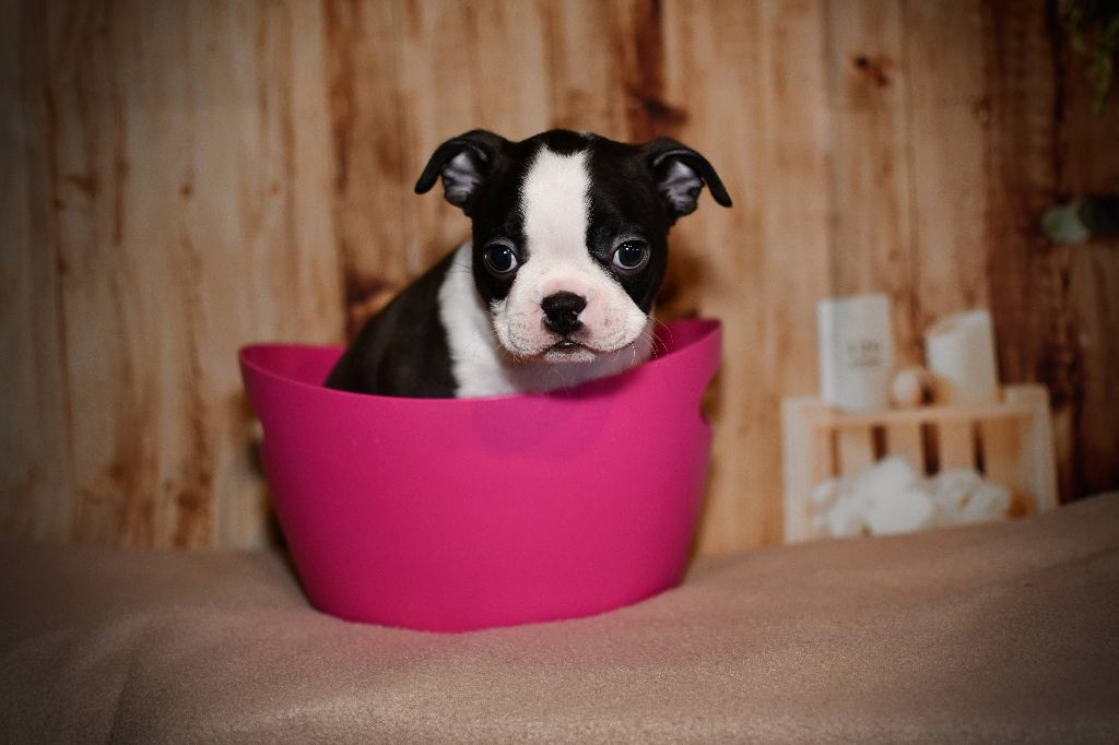 L'aige de la tournelle - Chiots disponibles - Boston Terrier