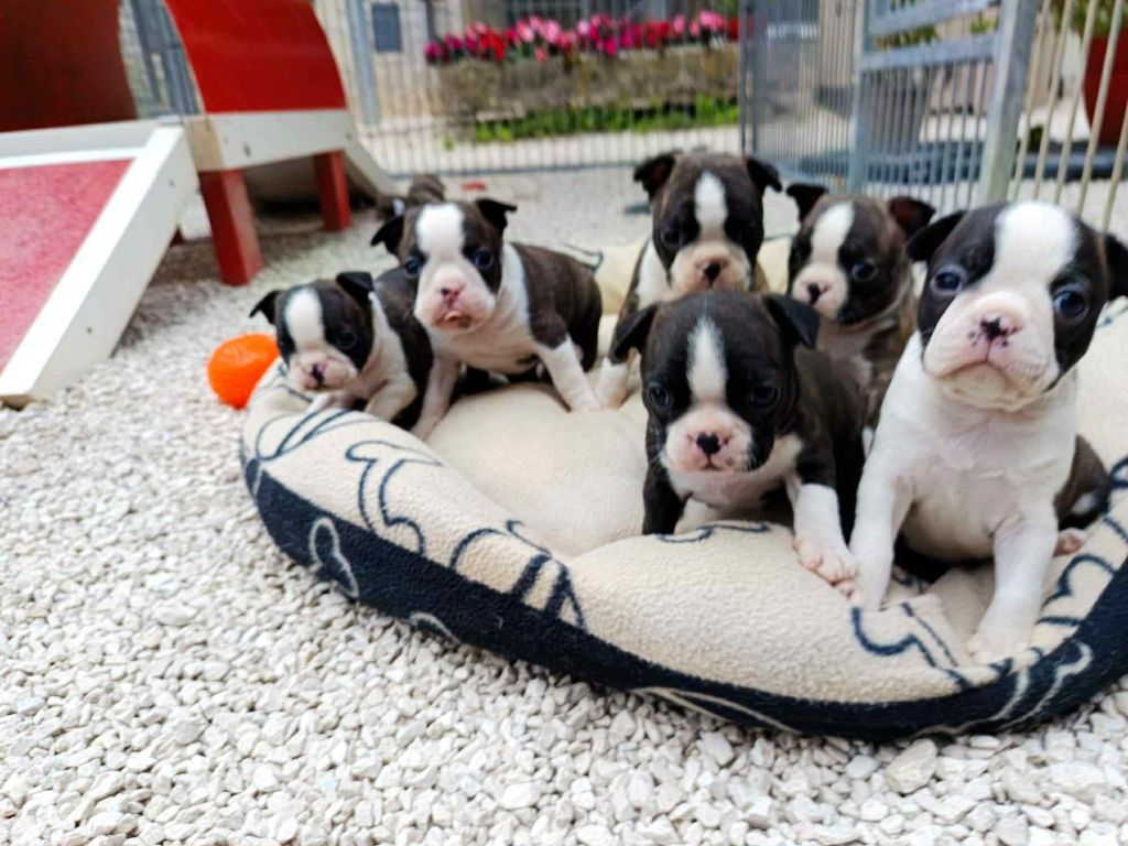 L'aige de la tournelle - Chiots disponibles - Boston Terrier
