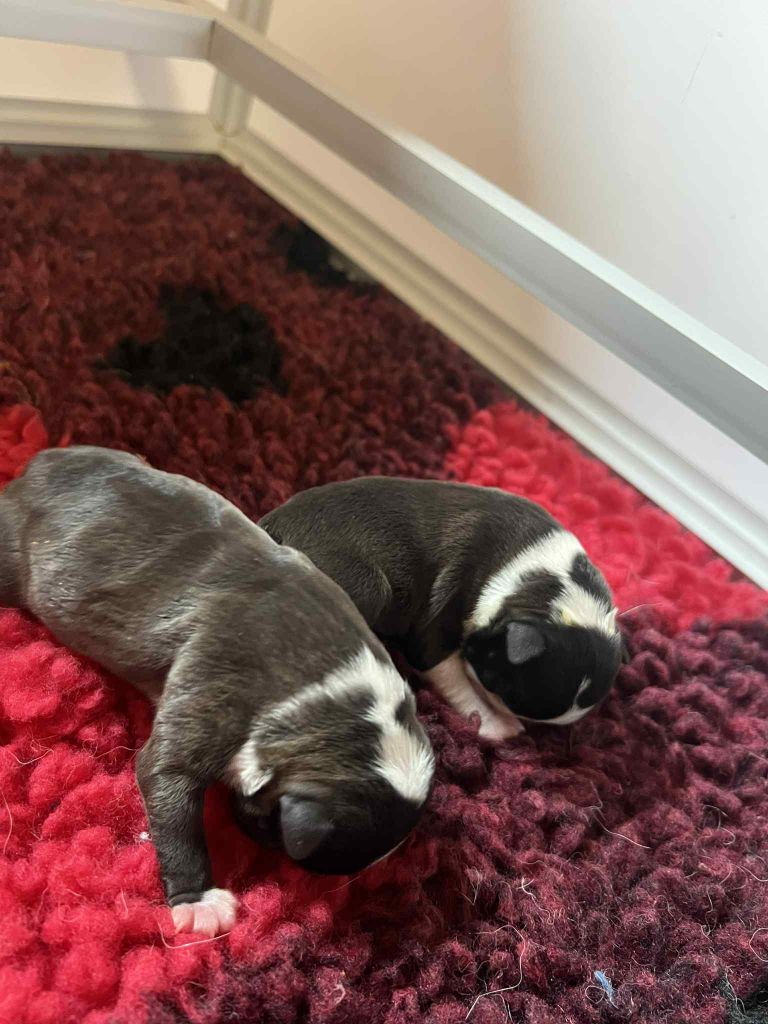 L'aige de la tournelle - Chiots disponibles - Boston Terrier