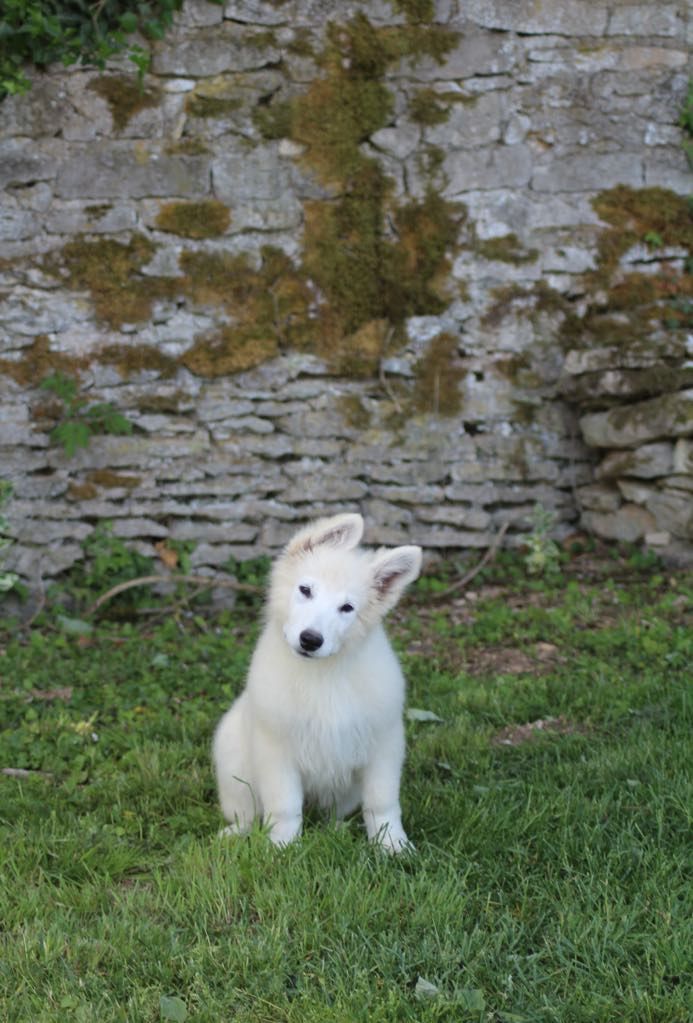 L'aige de la tournelle - Chiots disponibles - Berger Blanc Suisse